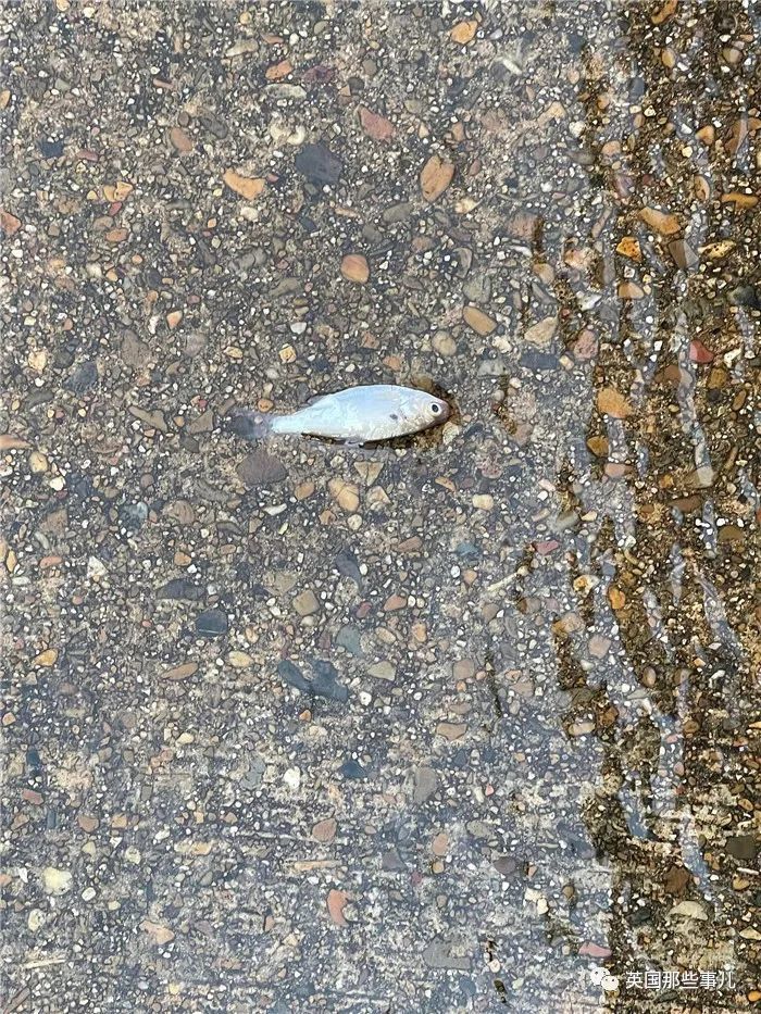 美国城市下起鱼雨居民开心捡鱼天降动物雨还有这些可能