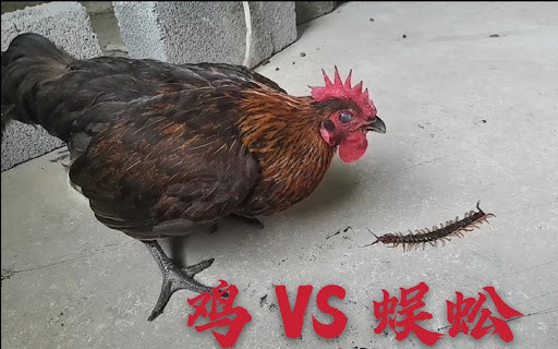 地板清潔劑能去除粘粘的東西嗎_木地板下有蜈蚣怎么去除_鐵雞斗蜈蚣粵語(yǔ)版下載