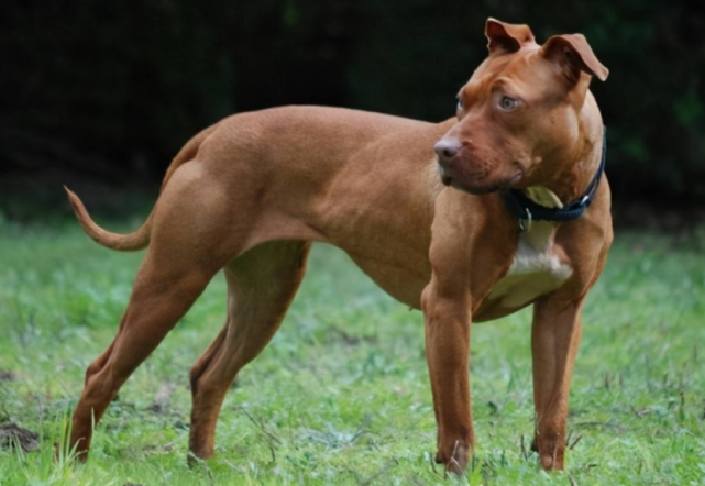 大家可能不知道比特犬的破壞力有多強,它雖然體重比不上許多像藏獒