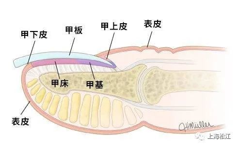 指甲盖结构图图片