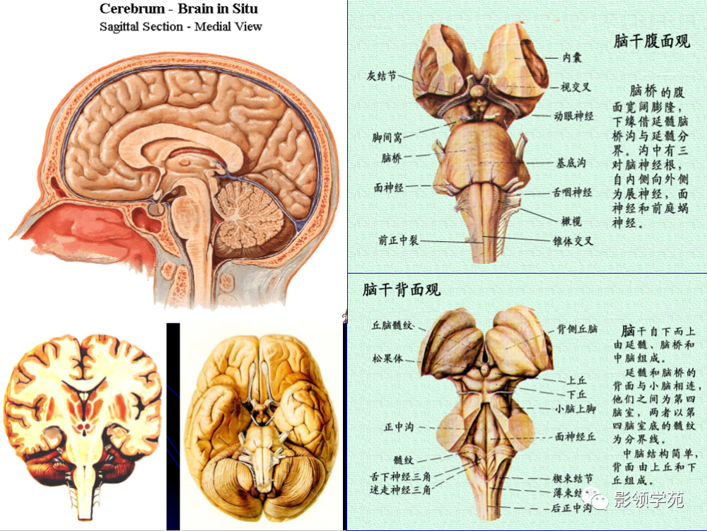 延髓向下經枕骨大孔與脊髓相連.中腦,腦橋及延髓合稱腦幹.