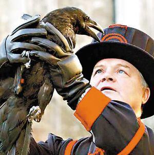 渡鸦传说伦敦塔中的渡鸦为何会成为英国国家命运的象征