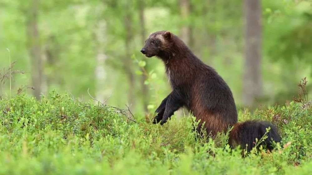 见过貂见过熊见过貂熊吗难得一见