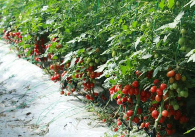 小小西红柿给农户带来新的致富路,种植西红柿每亩地净收入可达7万元.