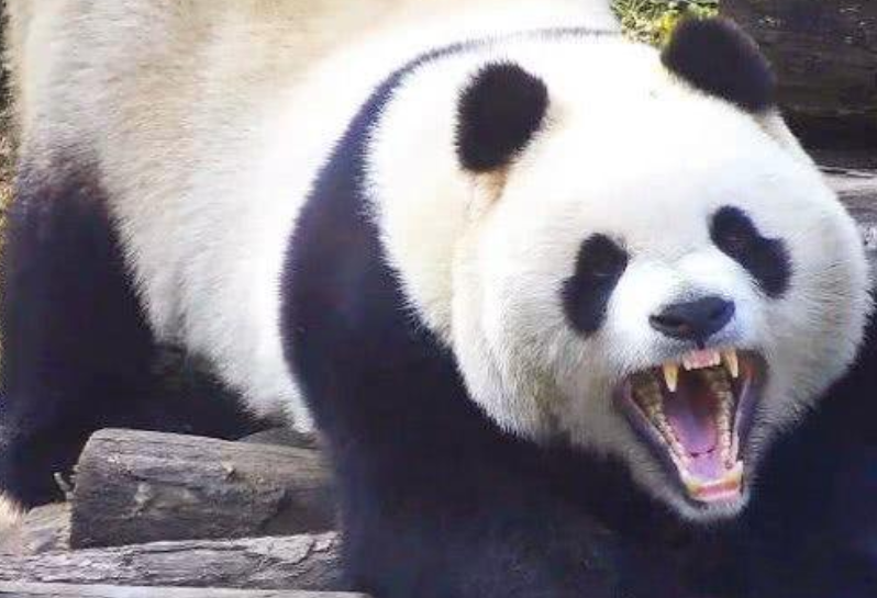 曾被疯狂偷猎的熊猫如何存活至今本身并不弱为何需要保护