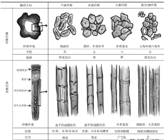 麻文化麻文化发展与高值利用前景展望