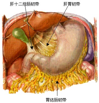 前下部接触腹壁肌层,周围有胃
