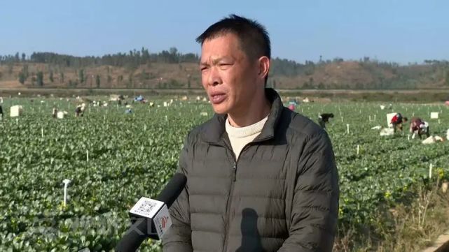 一說到硯山縣平遠鎮,稼依鎮,便會令人想到平整的土地和連片的蔬菜種植