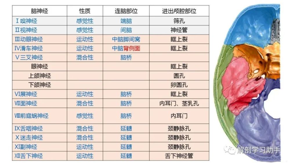 一文读懂12对颅神经