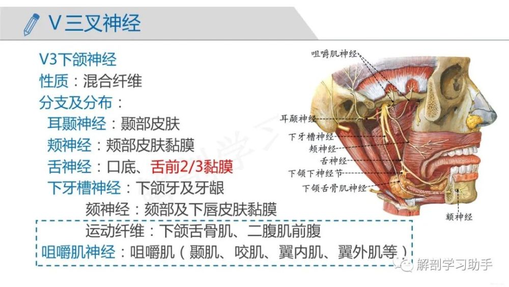 一文读懂12对颅神经