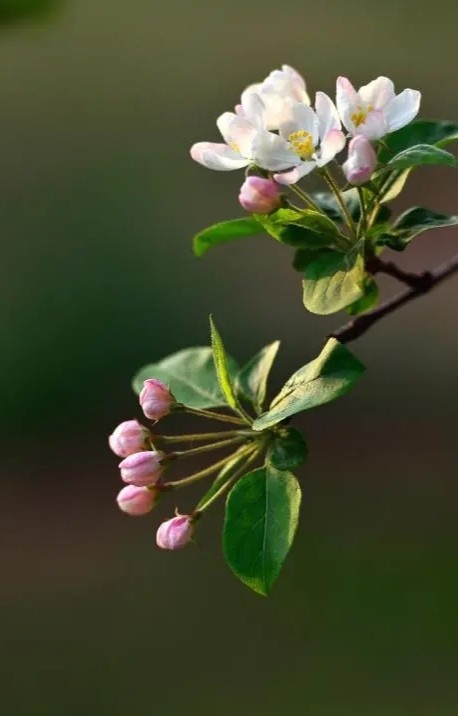 百花圖譜蘋果花