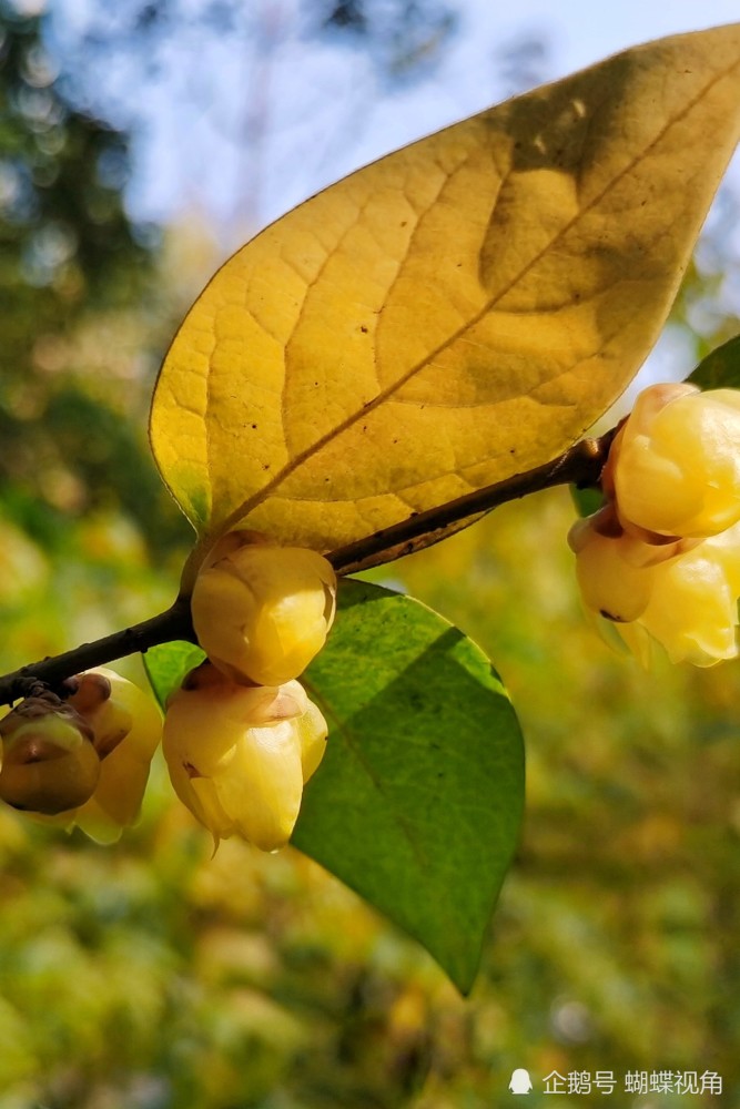 凌寒独自开为有暗香来成都市人民公园腊梅盛开2022年第一场赏花季来袭