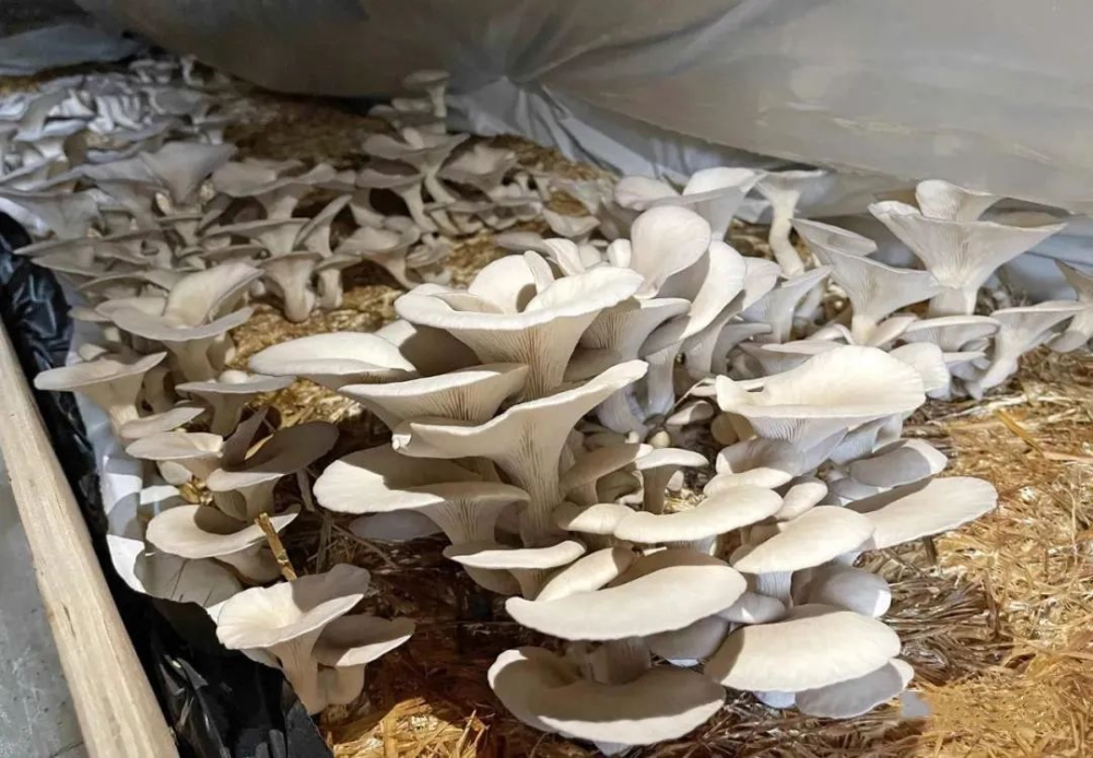 阳春一农户用稻草竟生料栽培出