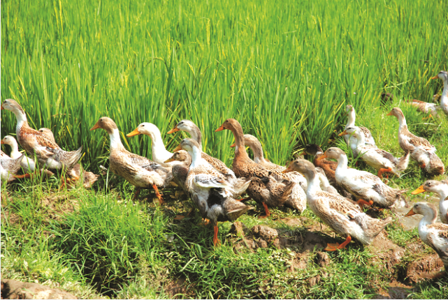 南雄市板鸭制作技艺入选广东省第八批省级非物质文化遗产代表性项目