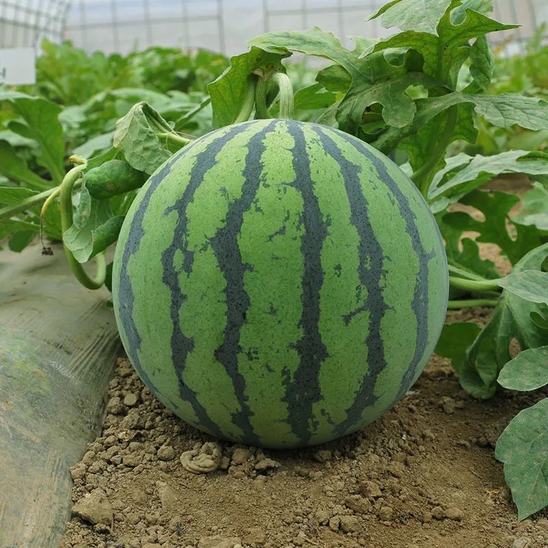 可粗放管理的早熟西瓜新品种高抗病耐裂耐重茬口感脆甜好吃
