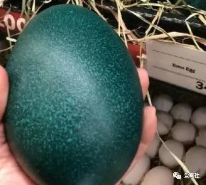 世界上第二大的鸟蛋图片