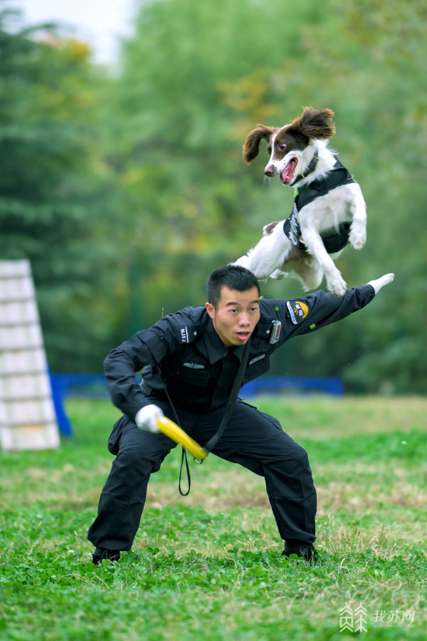 有機會與警犬