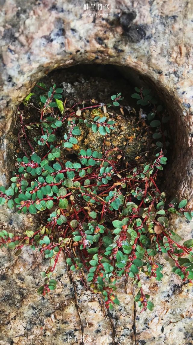 地锦一天认识一种植物