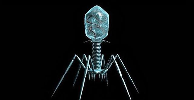 为什么噬菌体长得那么科幻难道它们不是地球生物