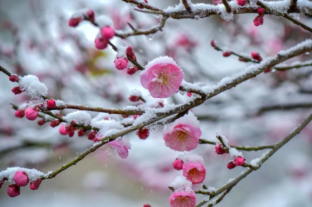 今日小寒離過年還有26天的小寒要做踏雪鴻要做雪中松