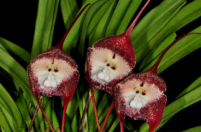 猴脸兰花,被称为小龙兰,来自东南部的厄瓜多尔和秘鲁交界的森林中