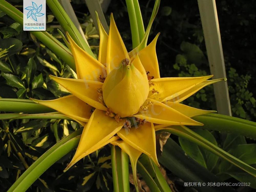 林草科普敦煌壁画中的植物地涌金莲