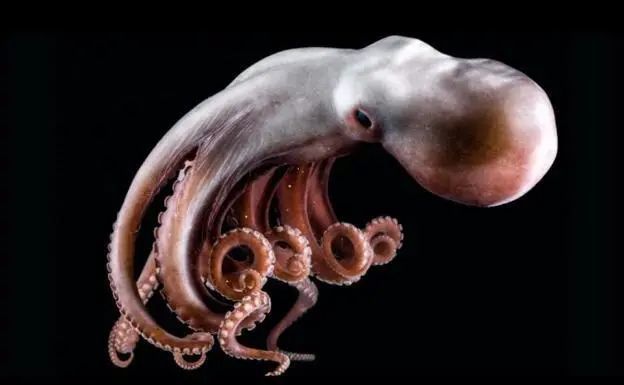 海洋生物|地球|大脑|章鱼