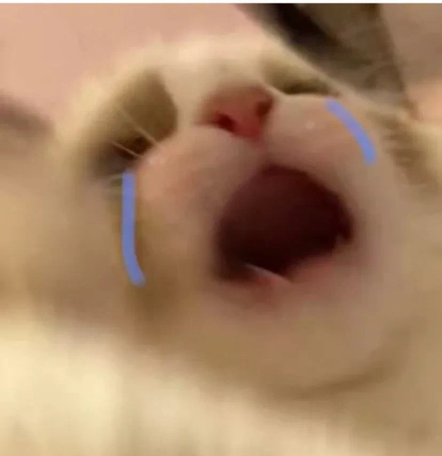 流泪猫猫头表情包|泪水都要溢出屏幕啦喂!
