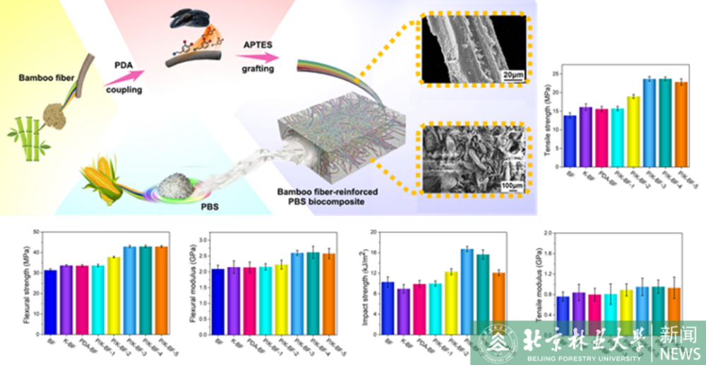 北京林業大學在增強竹纖維聚合物複合材料界面性能領域獲新進展