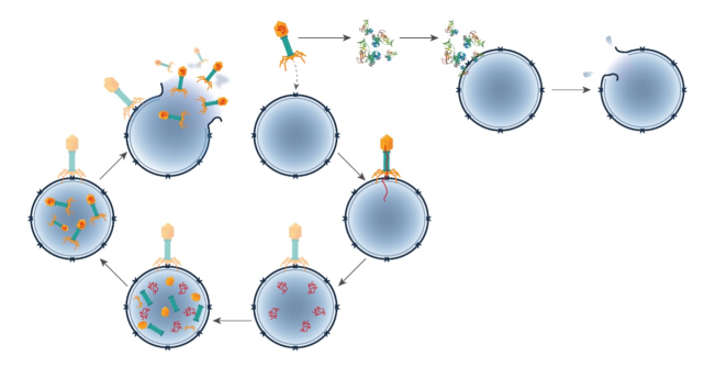 噬菌体疗法3期可期,大型药企重金加码
