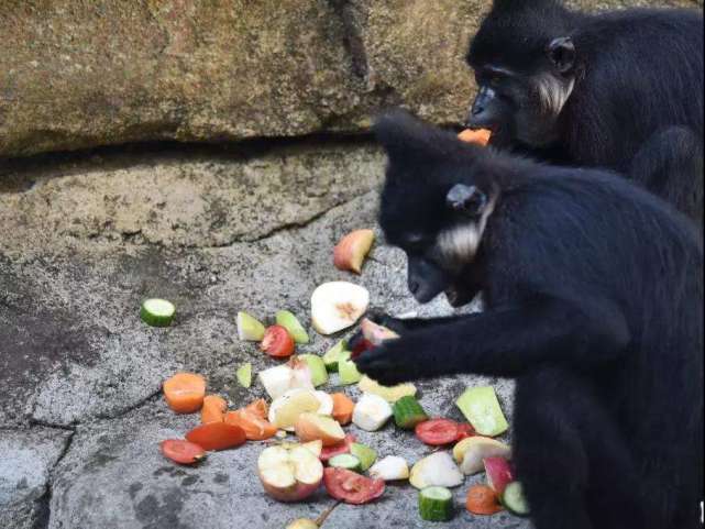 動物園飼養員怒罵遊客麻煩出來帶點腦子|動物園|蘭州野生動物園