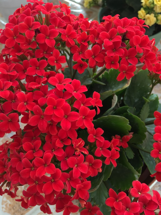 年宵花盆栽"红唇"—花朵大红色,美丽又喜庆,花期长,还很好养