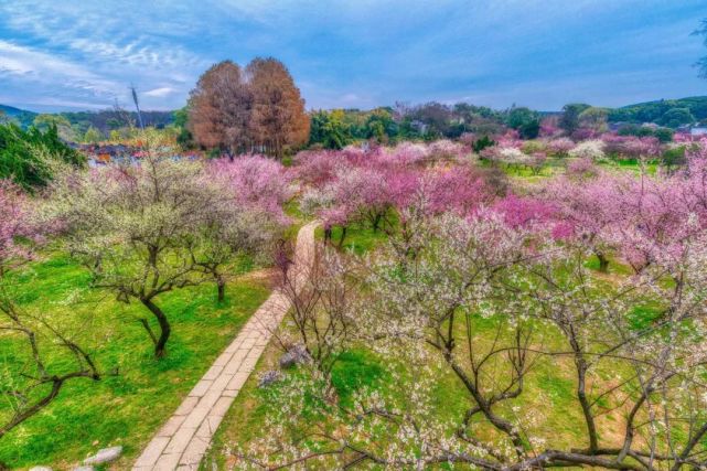 收好這份武漢賞梅地圖,趕緊去打卡吧～|臘梅|中國科學院武漢植物園