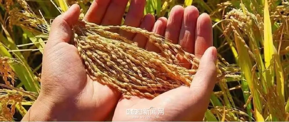 全国大米排行榜_再提升!“五常大米”品牌价值703.27亿元|全国农产品排行榜中位列第...(2)