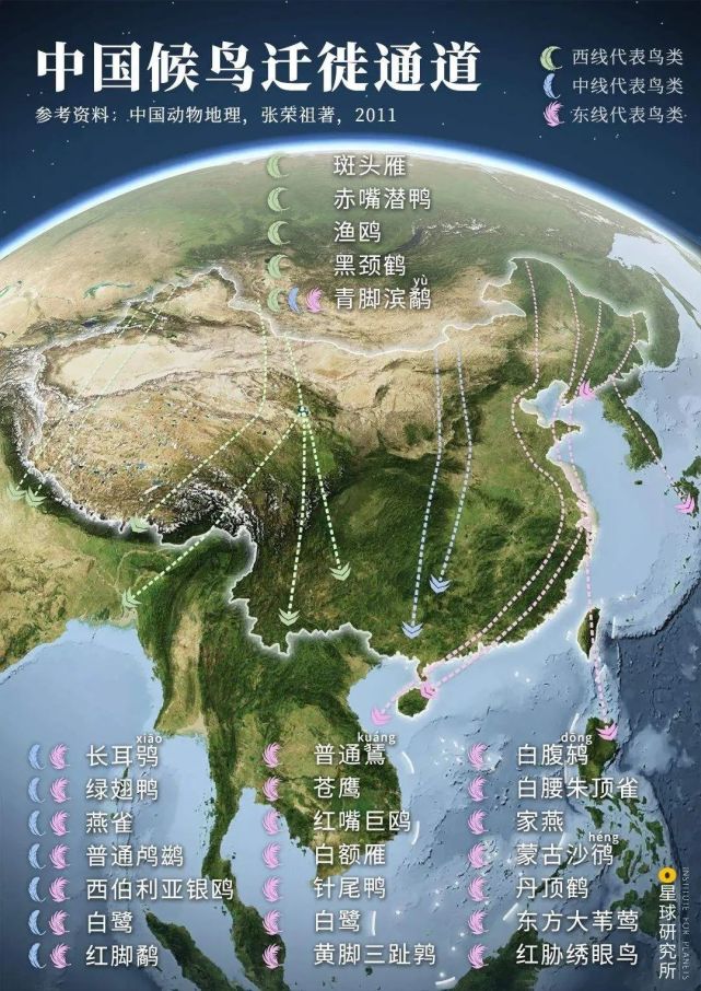 纵观全球候鸟迁徙的八条线路,有三条经过我国国内,分别是东非——西亚