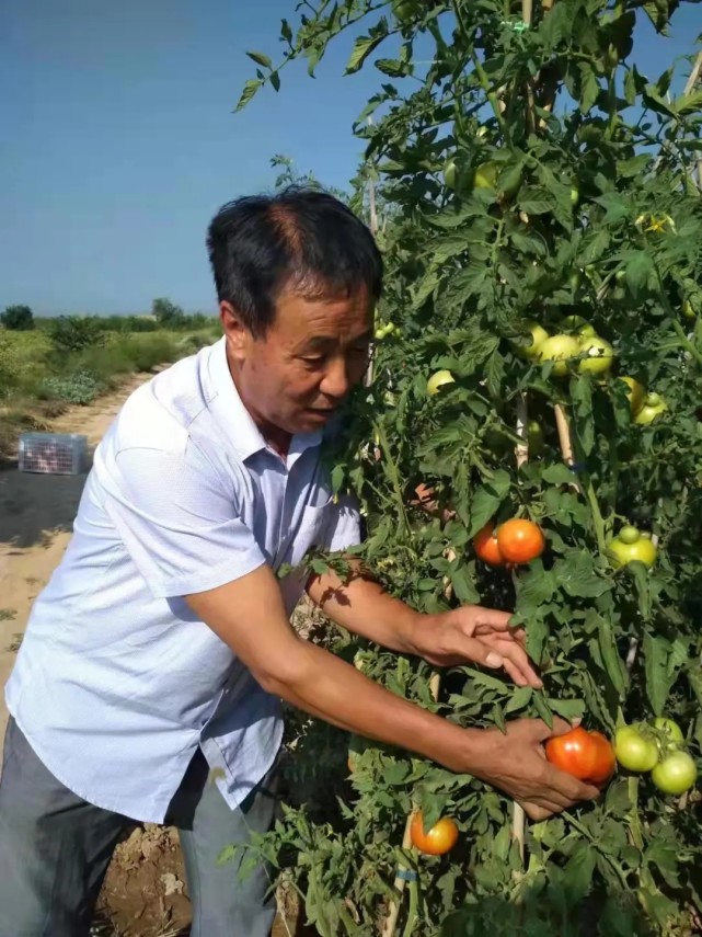 【晋欢颜】张存义:西红柿做成大产业 带动百户农民同富裕