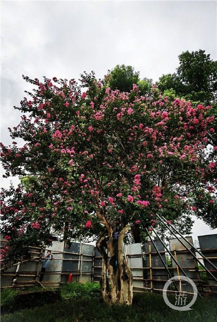 重庆这株330岁"紫薇"喜提新版"身份证"_腾讯新闻