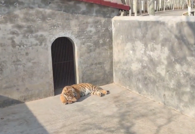 山东男子逛动物园质疑老虎围栏太矮,男子将手机越过围栏网友吓坏_腾讯