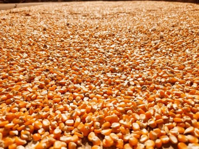 思茅区龙潭乡:冬藏之忙,有粮归仓