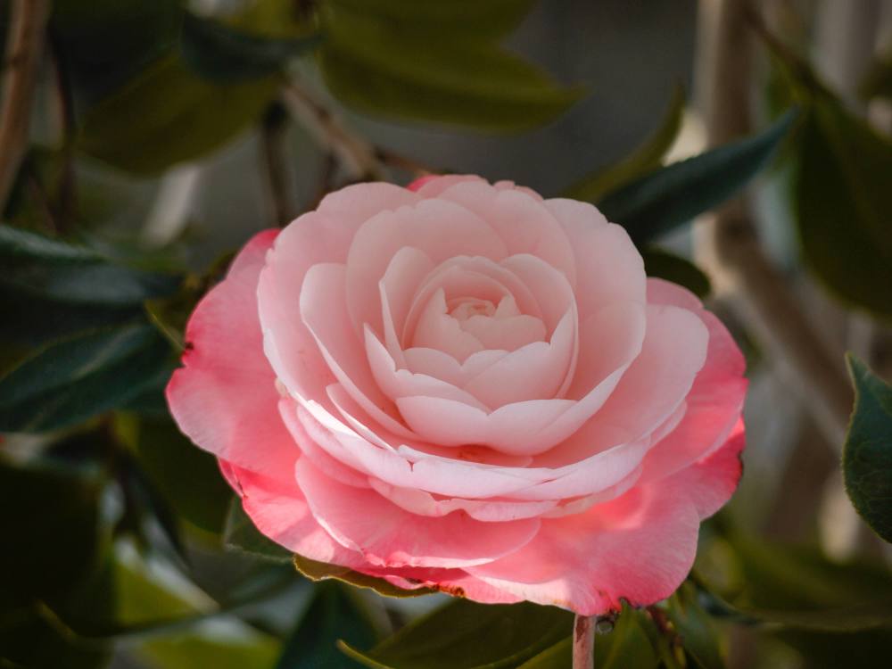 5种贵族花有上千年栽培史可传给子子孙孙看你家养了没