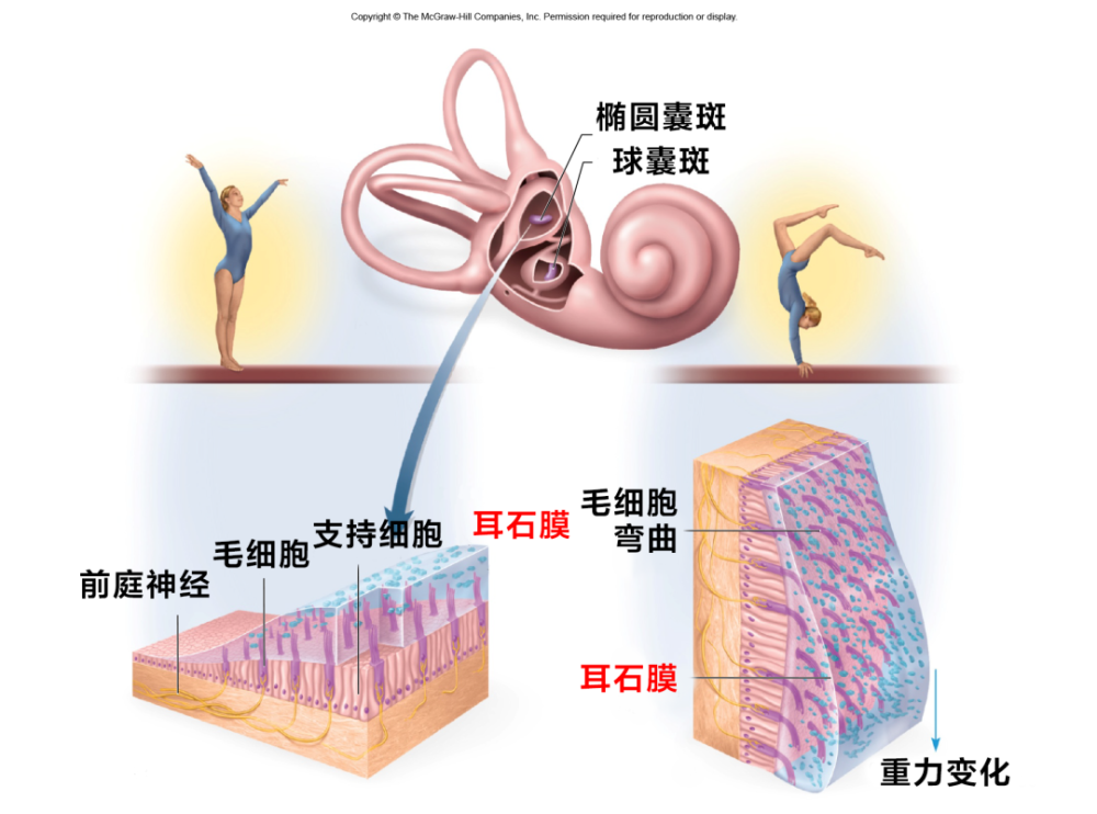 类囊体薄膜与类囊体膜图片