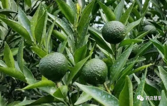 教你学中药陈皮