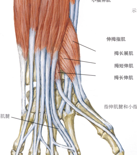 拇短伸肌肌腹与拇长展肌肌腹不易区分,其在稍远侧.