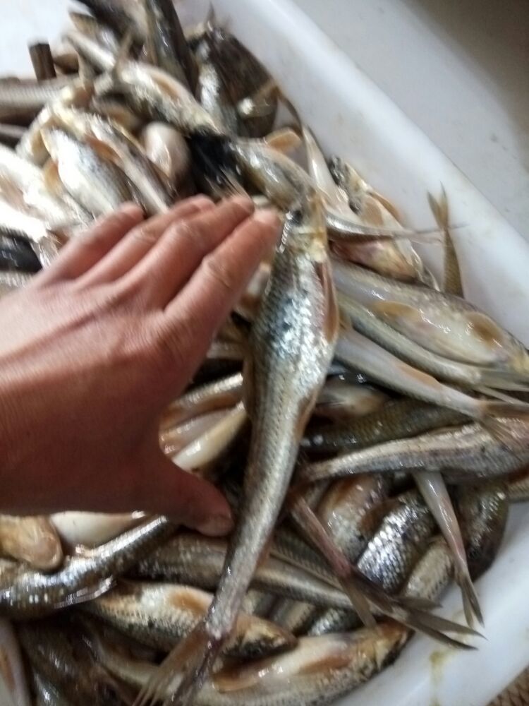 天門河道船釘子氾濫釣魚人一個小時就釣了幾十條