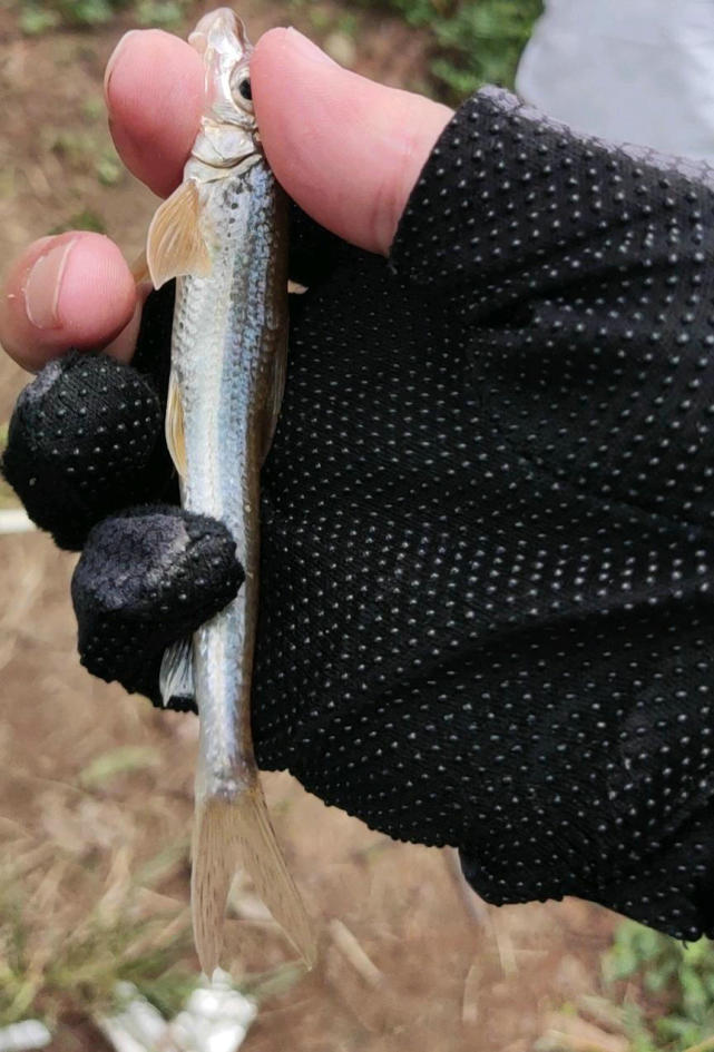 天門河道船釘子氾濫釣魚人一個小時就釣了幾十條