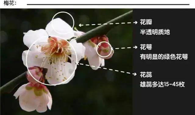 蜡梅花开快收下这份天下第一泉景区赏花攻略