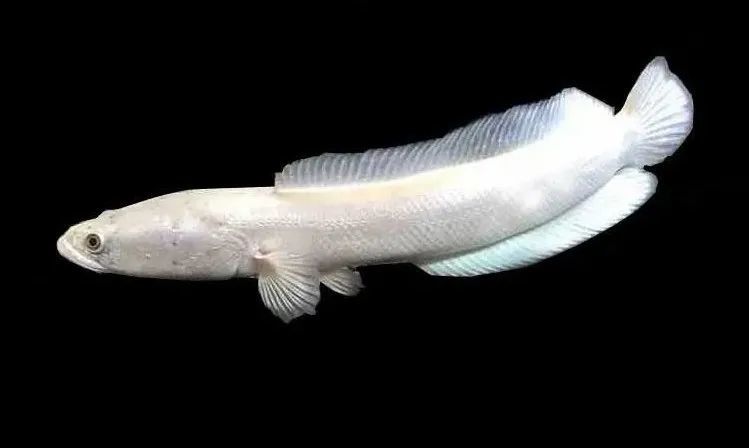 珍贵水产养殖品种——白乌鳢_腾讯新闻