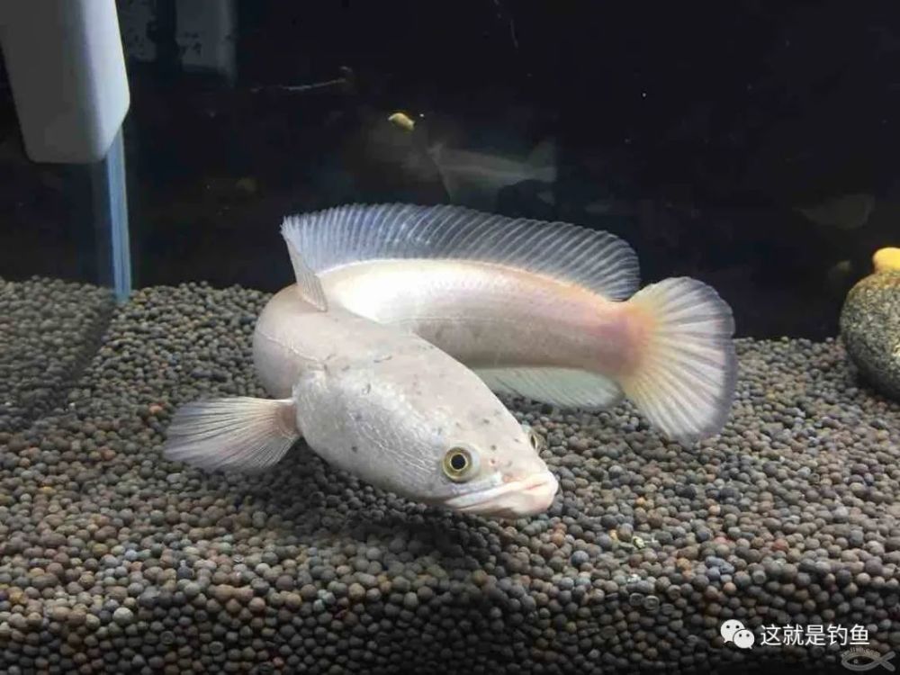 白乌鱼因为自然资源比较少,相当珍贵,才发展起来的一