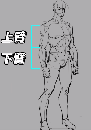 1分鐘學會人體比例畫法中國人不騙中國人