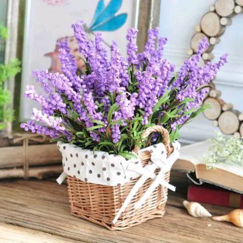 种几盆驱蚊虫的植物薰衣草散发天然芳香